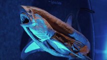 Sea Creatures exhibition will feature wonders of the deep