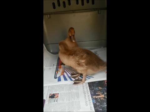 A woman had quite the surprise when she stepped out of her front door to find a cardboard box of ducklings dumped in her yard