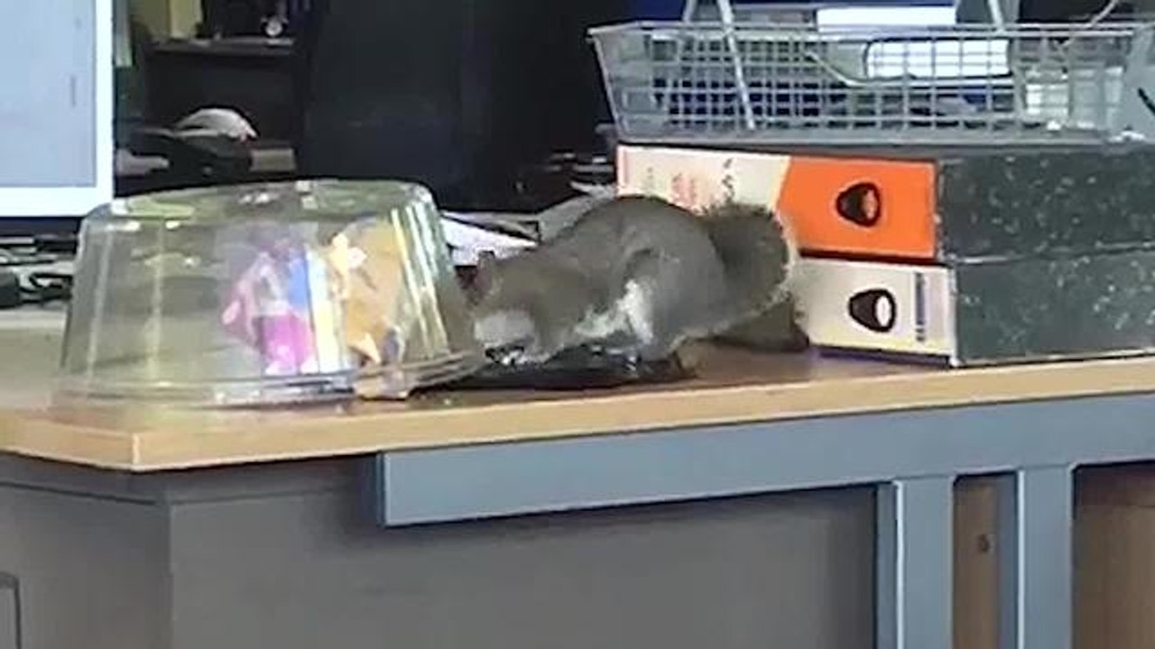 Hastings Office Squirrel