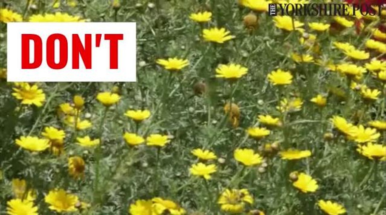 Hay fever symptoms and cures