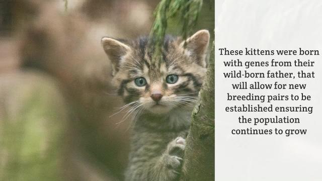 Rare Scottish Wildcat Kittens emerge from den for first time