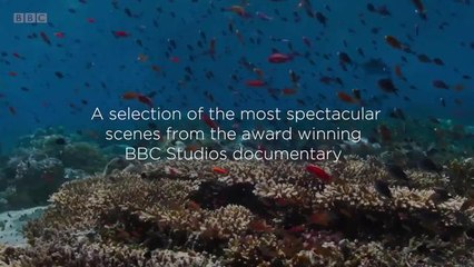 Blue Planet II - Live (Trailer)