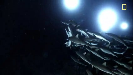 GREAT SHARK CHOW DOWN Clip - Nat Geo