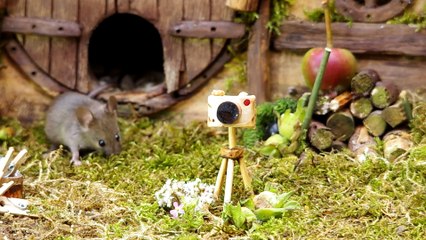 George the Mouse in a Log pile House - say cheese