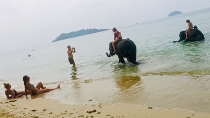 Elephants on the Beach in Koh Chang Thailand