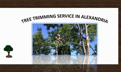 Tree Removal Alexandria VA | 571-371-0611