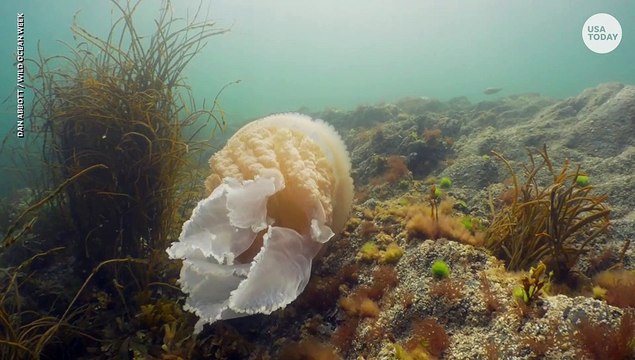 Une méduse géante de la même taille qu'un humain