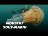 Une méduse géante trouvée dans la Manche