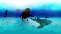 4K-Great Hammerhead Shark Encounter_injected
