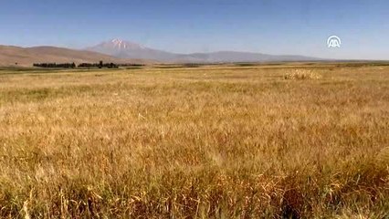 Ömrünü atalık tohum "gacer"i yaşatmaya adadı