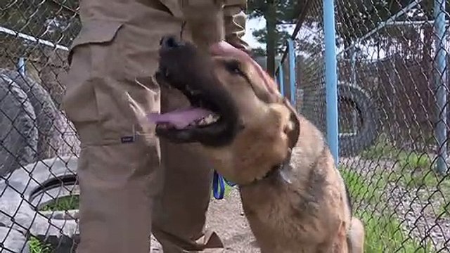 Man's best friend: The dogs who sniff out explosives in Kabul