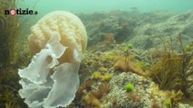 Avvistata medusa gigante, grande come un uomo | Notizie.it