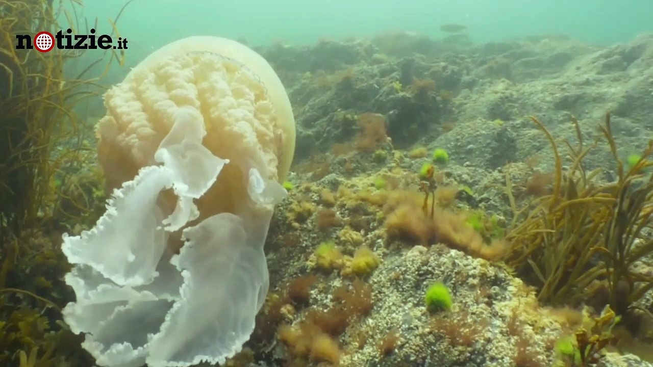 Avvistata medusa gigante, grande come un uomo | Notizie.it