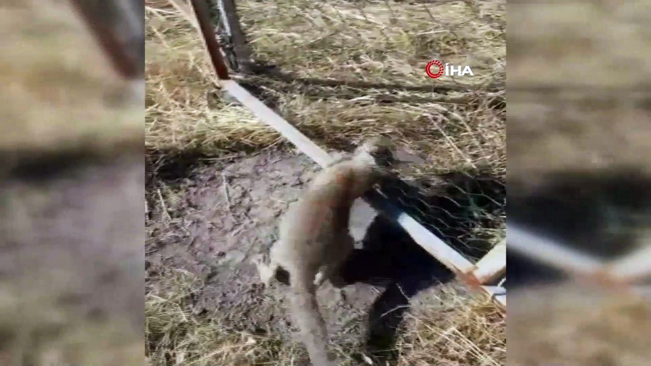 Kafası tellere sıkışan tilkiyi penseyle kurtardı