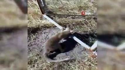 Tele sıkışan tilkiyi kurtardı