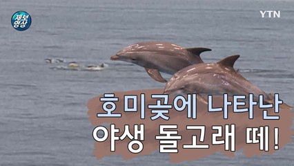 [제보영상] 포항에 등장한 야생 돌고래 떼 / YTN