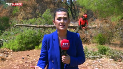 Son 10 yılda 66 bin hektar ormanlık alan yok oldu