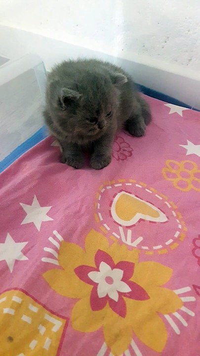 Portée de chatons british shorthair bleu né le 20 juin 2019
