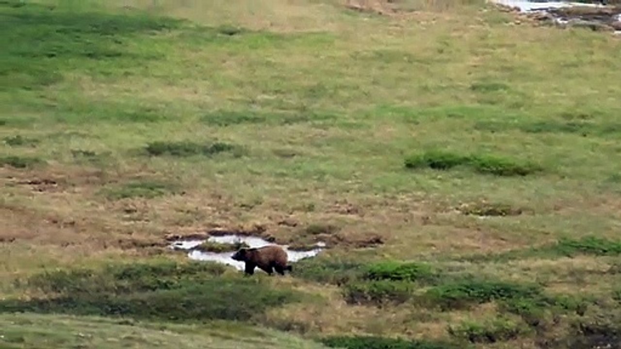 Grizzly Bear Stalking Hikers in Denali National Park