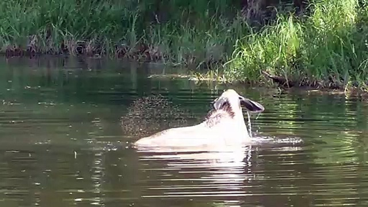 Moose in Chena River