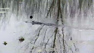 Alligator in Brazos Bend