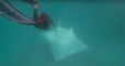 Une raie manta demande de l'aide à des plongeurs, ils lui sauvent la vie