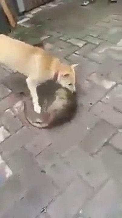This is an unfair fight!