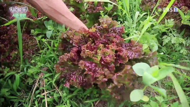 한국기행 - Korea travel_시골달인 2부- 자연밥상의 고수_#002