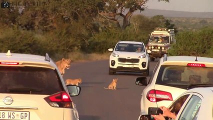 Lioness with Tiny Cubs Kruger National Park