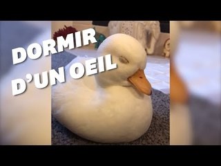 Les canards dorment d'un oeil pour ne pas se faire manger