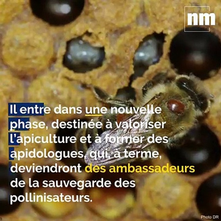 Sauver les abeilles, prix des carburants, anse dangereuse:  voici votre brief info  de mardi après-midi