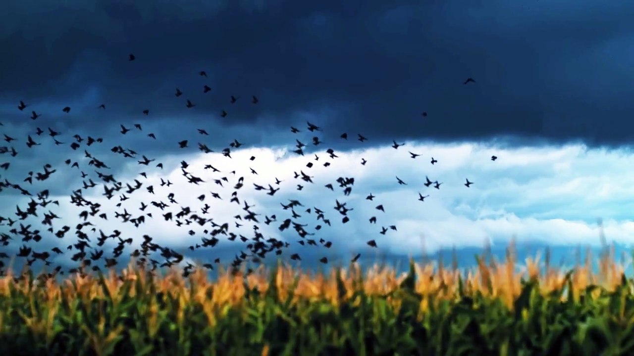 ⛈⚡️Raios caindo do céu em 4K⚡️⛈[1]