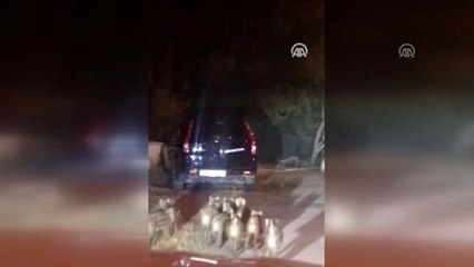 Aç kalan domuz sürüsü Çeşmealtı'na indi