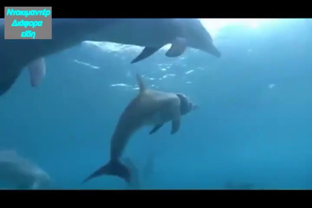 Dolphins/ ΔΕΛΦΙΝΙΑ