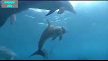 Dolphins/ ΔΕΛΦΙΝΙΑ