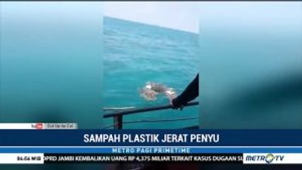 Penyu Terjerat Kumpulan Sampah Plastik