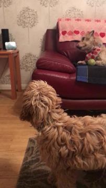 ReadThis_231118_Dogs React to Amazon Echo's 'Wolf Sounds' Feature