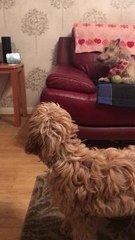 ReadThis_231118_Dogs React to Amazon Echo's 'Wolf Sounds' Feature
