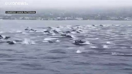 شاهد: مجموعة كبيرة من الدلافين "تمرح" أمام قارب قبالة ساحل كاليفورنيا