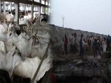 Punjab: Bathinda में Cow Shelter Collapses, Heavy Rainfall से हुआ हादसा | वनइंडिया हिंदी