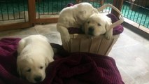 A Yellow Labrador Retriever Can Be a Great Family Dog