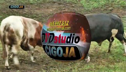 ZMAJ BRIZAN FAJTOVCI 2019 KOD MIRVE I SINOVA