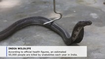 Meet India's ‘snakeman’ who has caught 222,000 serpents
