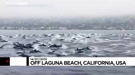 Large pod of over 100 dolphins surrounds boat in California