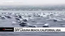 Un super-banc de dauphins aperçu au large de la Californie
