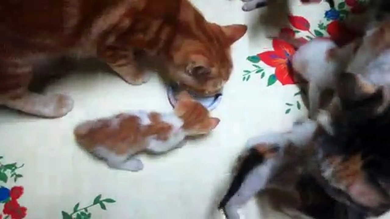 Dady cat Drinks Milk Even He Is So Big !!!