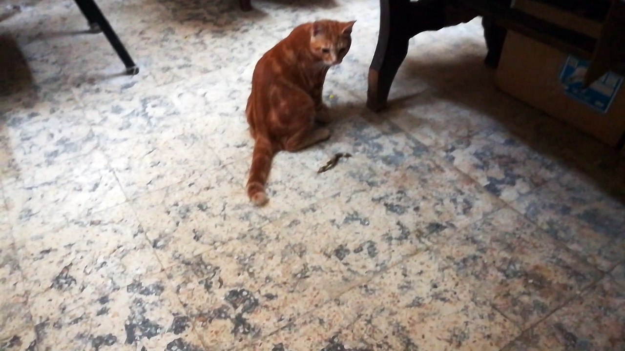 Dady cat Insane Night Jumps In Room