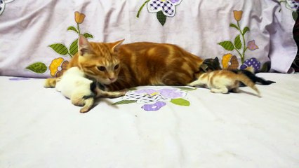 Dady Cat Insane Play With Kitties