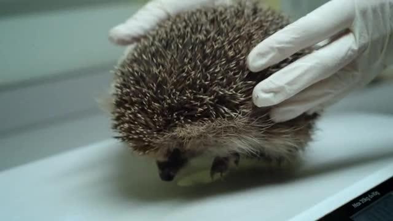 Animal cruelty