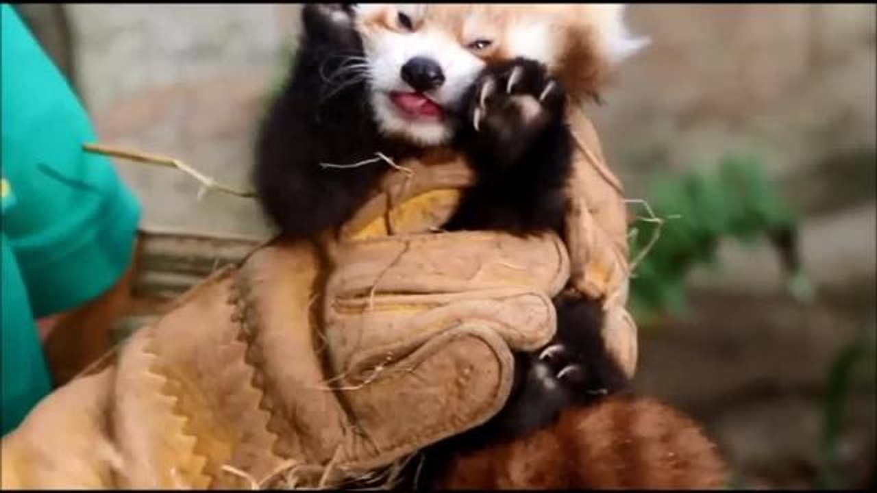 Red Panda JPINI